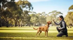 Find the Best Dog Training Services