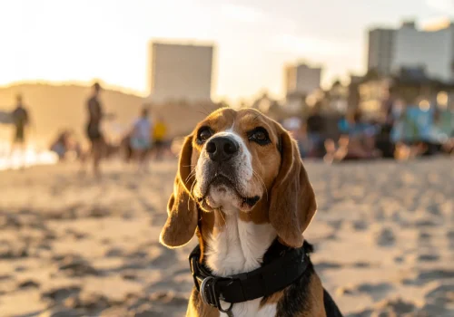 Beagle holding focus on its owner while surfers, music, and beach crowds are in the background.