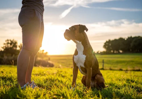 Boxer maintaining focus on owner during recall across grassy pasture, controlled.