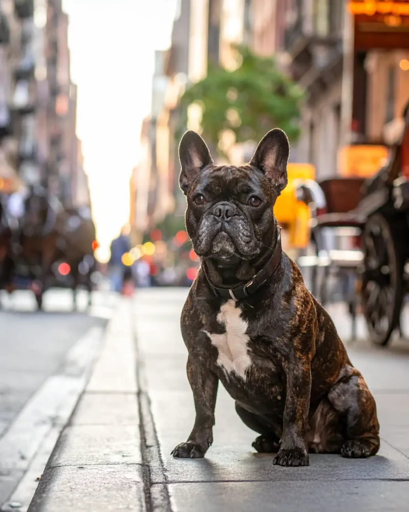 French bulldog sitting politely besides a caf&eacute; table on King Street.