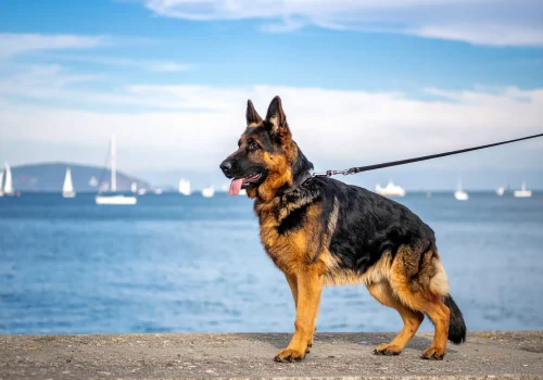 German shepherd walking calmly on leash near the Battery seawall with sailboats in the background.