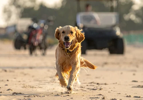 Golden retriever running back to its owner on the sandy beach after recall, golf cart in the background.