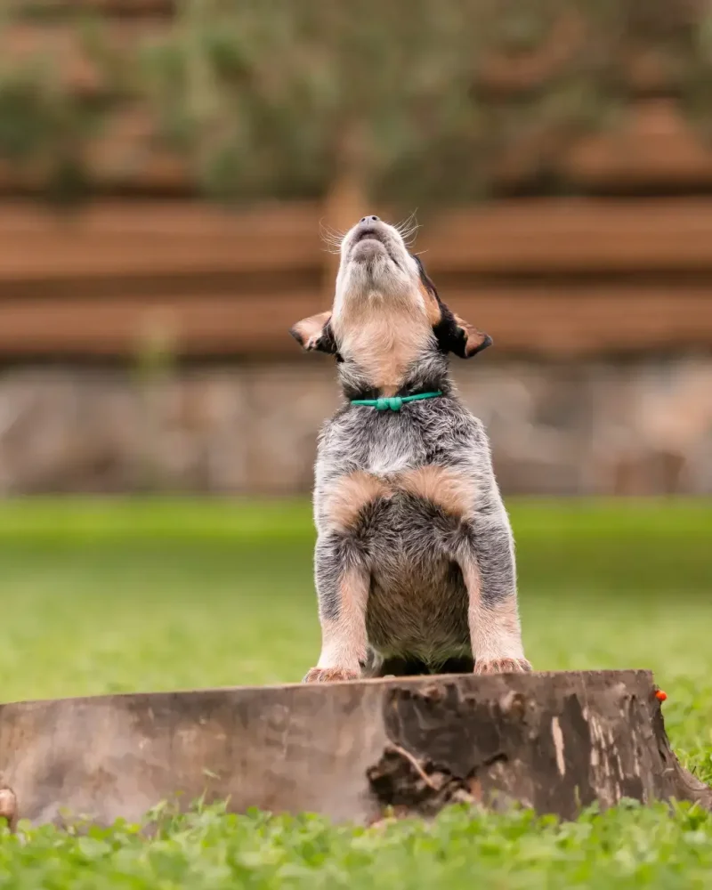 australian-cattle-dog-puppy-outdoor