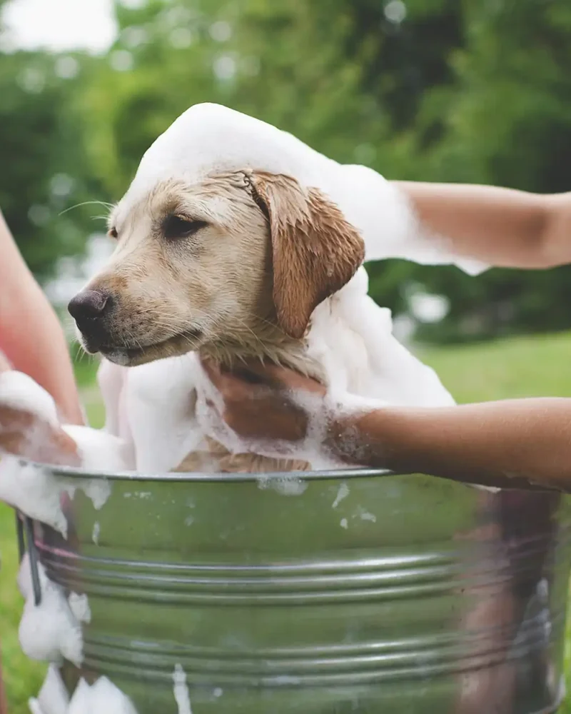 bathing-pet-labrador-retriever-puppy