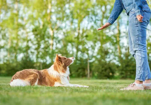 border-collie-training-summerville-sc