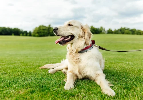 cute-golden-retriever-dog-lying-on-green-grass