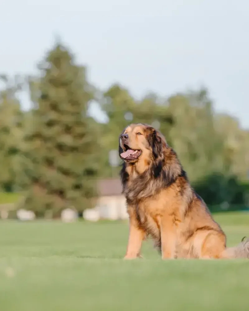 dog-breed-tibetan-mastiff-on-the-grass