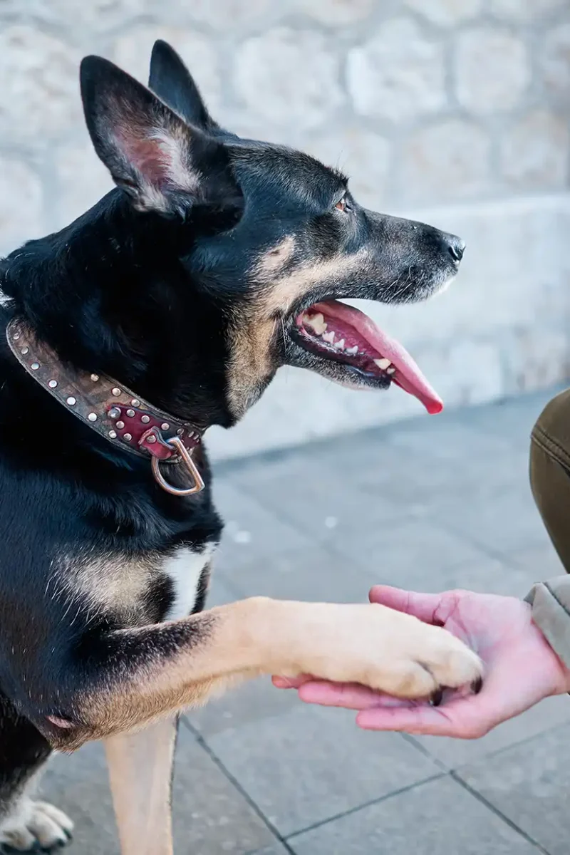 dog-paws-a-woman