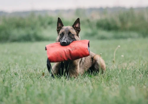 dog-playing-and-running-outdoor