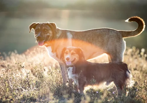 happy-dogs-having-fun-in-a-field-of-summertime