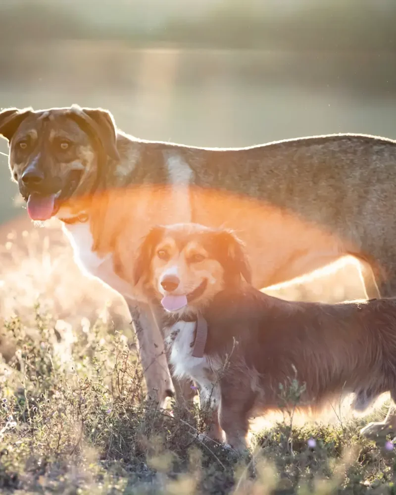 happy-dogs-having-fun-in-a-field-of-summertime