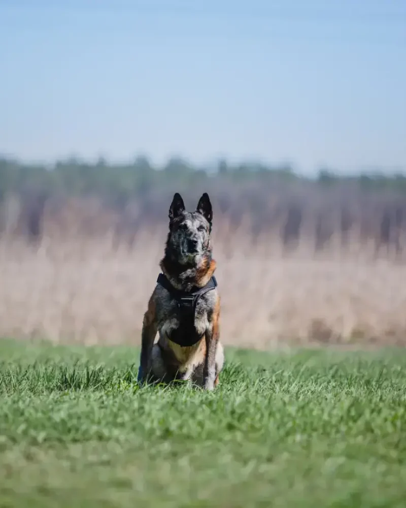 malinois-belgian-shepherd-dog
