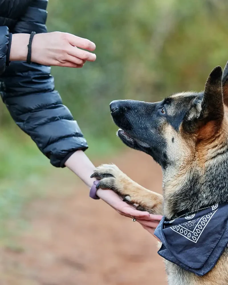 obedient dog
