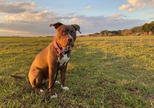 pitbull-terrier-puppy-summerville-sc