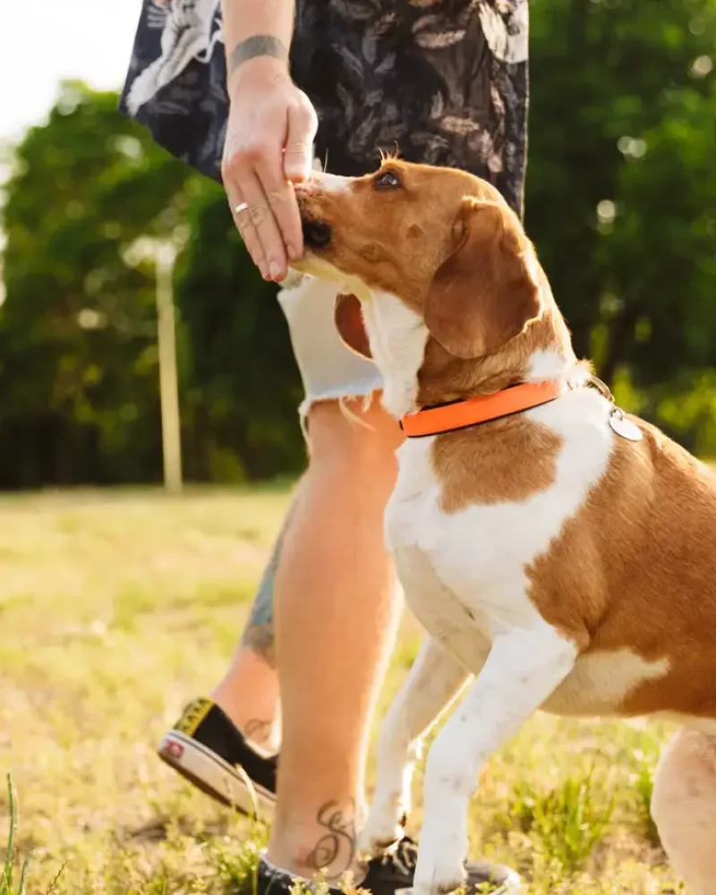 playing-with-his-beagle-dog
