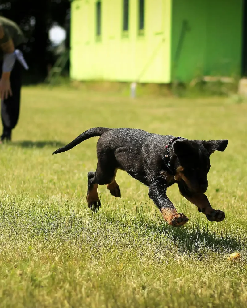 puppy training