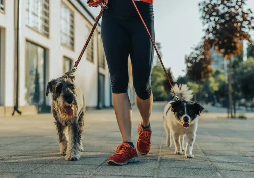 woman-walking-her-dogs-summerville-sc