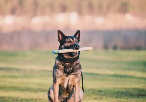 working-malinois-dog